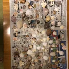 貝殻各種 はかり売り
