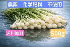 2026年最新】野草 のびるの人気アイテム - メルカリ