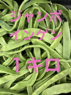 2026年最新】苗の人気アイテム - メルカリ