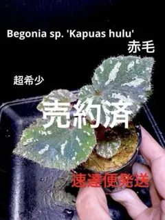 専用❣️Begonia phoeniogramma I ❣️青 ベゴニア 原種 - メルカリ