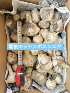 ラ*ン様 【オークション価格】とれたてジャンボニンニク　3kg 愛知県産のサムネイル