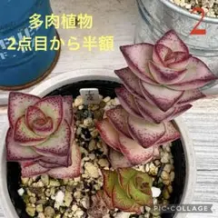 多肉植物 南十字星錦(カット苗) - メルカリ