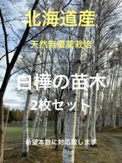 2025年最新】白樺 苗木の人気アイテム - メルカリ