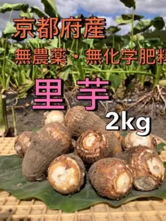 農家直送！えび芋Sサイズ2キロ 無農薬無化学肥料栽培 - メルカリ