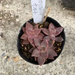 さちこ様 リクエスト 2点 まとめ商品