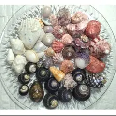 貝殻セット 約40個