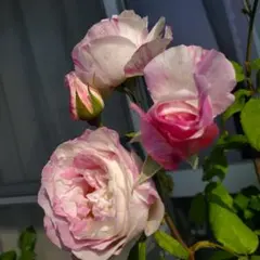 薔薇　挿し木苗 2苗セット　奇跡のバラとロソ　カメオのサムネイル