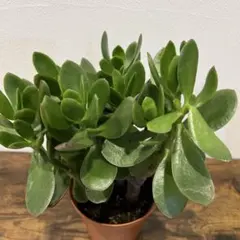 縁起物　金の成る木　鉢つき花月のサムネイル
