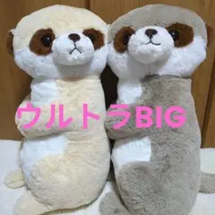 2026年最新】こっちむいてミーアちゃんの人気アイテム - メルカリ