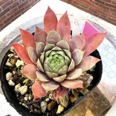 多肉植物 センペルビウム ストロベリーキウイ No.155【青】 - メルカリ