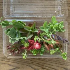 多肉植物　セダム　カット苗　詰め合わせセット