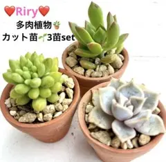 ❤️多肉植物　カット苗　3苗set 土20グラム、カットセダムおまけ付き❤️