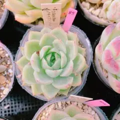 青空様 リクエスト 7点 まとめ商品