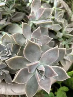 超絶ワイルド森で野生化【朧月＊オボロヅキ】多肉植物＊カット苗＊コンパクトボックス 超絶ワイルド森で野生化【朧月＊オボロヅキ】多肉植物＊カット苗