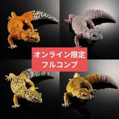 いきもの大図鑑アドバンス　ヒョウモントカゲモドキ　オンライン版フルコンプセット