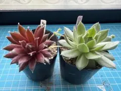 センペルビウム♡レッドデルタ♡ハッピー♡多肉セット