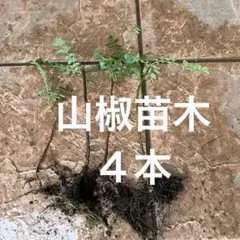 山椒の苗木 4本セット 根付きのサムネイル