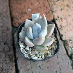 モッツァレラピザ様 リクエスト 2点 まとめ商品