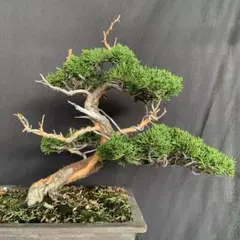 【小品　真柏盆栽】　　　　　　⭕気品の一品❗ 真柏 小品盆栽
