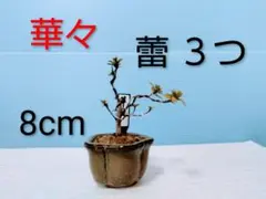 2025年最新】皐月盆栽の人気アイテム - メルカリ