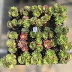 Top【選抜株】多肉植物 365110スカイチーム 25個 鉢無し/脱土 - メルカリ