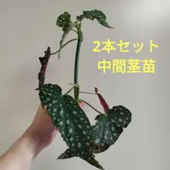 2025年最新】ベゴニアマクラータの人気アイテム - メルカリ