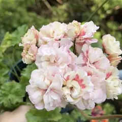 珍しいゼラニウム大苗 激レアゼラニウム開花大苗 - メルカリ