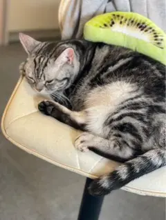 TMYさん専用 カード ACE SR SAR ２０枚セット