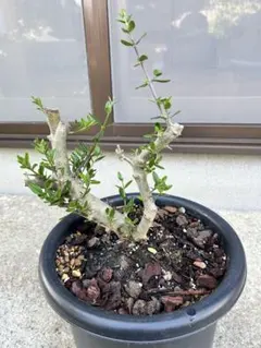 オリーブ　盆栽　古木　⑦のサムネイル