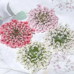 押し花素材＊レースフラワー　大サイズ19