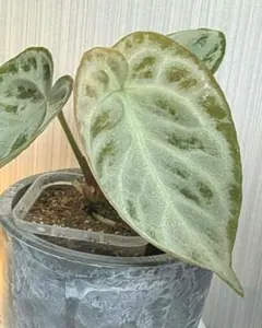 熱帯植物 アンスリウム SKG シルバー 超ラメ脈 - メルカリ