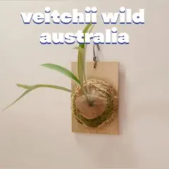ビカクシダ veitchii wild Australia子株ベイチーワイルド - メルカリ