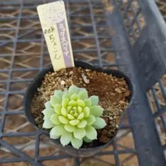 もみちゃん様 リクエスト 2点 まとめ商品