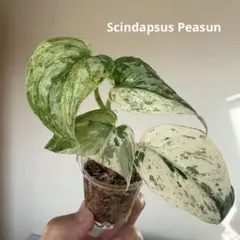 2026年最新】Scindapsus peasunの人気アイテム - メルカリ