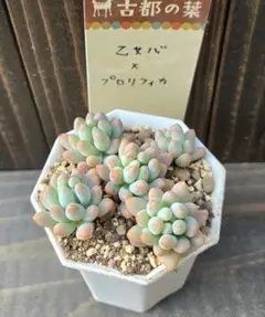 くろちゃん様 リクエスト 2点 まとめ商品