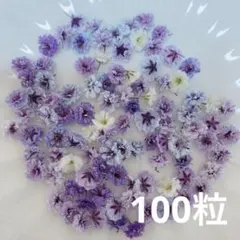 パープル系 かすみ草ドライフラワー100粒