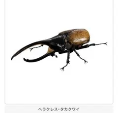 いきもの大図鑑 アドバンス カブトムシ04 ヘラクレス・タカクワイ