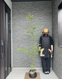 山採り天然　クロモジ　52のサムネイル