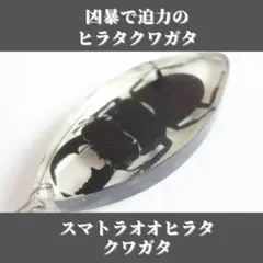 スマトラオオヒラタクワガタ　本物 昆虫かキーホルダーのサムネイル