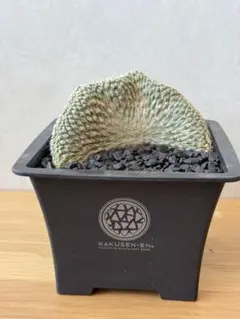 2026年最新】綴化サボテンの人気アイテム - メルカリ