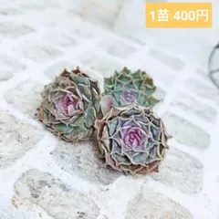 ミュウ様 リクエスト 4点 まとめ商品