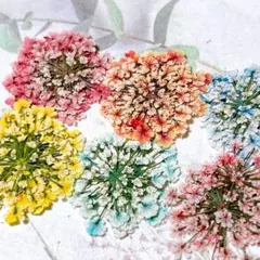 押し花素材＊レースフラワー　中サイズ47