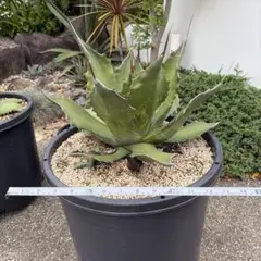 アカベ　サルミアナ　フェロックス　ドワーフ