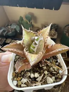 2025年最新】アガベ レッドキャットウィーズル 赤猫種の人気