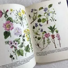 植物図鑑 洋書
