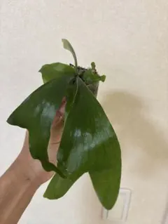 【メルカリ便￼】ビカクシダ　ステマリア　コルク付け　大サイズ3 ビカクシダ ステマリア コルク板付