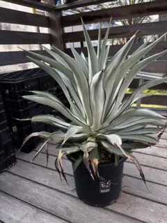 プヤ セルーレア G 特白 2株寄せ植え - メルカリ