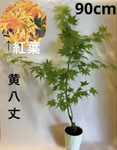 盆栽素材 イロハモミジ ヤマモミジ もみじ盆栽 心癒す我が家のオアシス