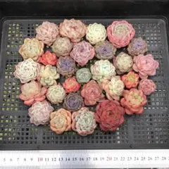 Top 多肉植物 2026-0324-MLJP048 セット エケベリア