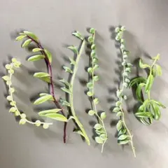 ネックレス系6種　カット苗セット